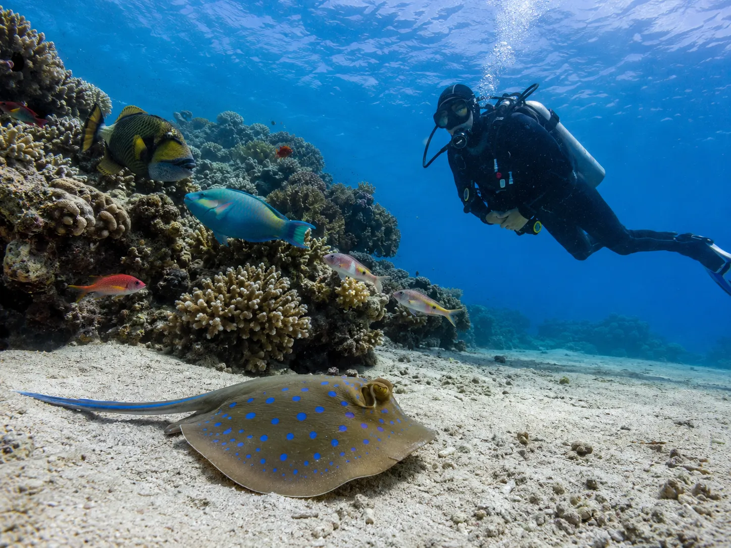 Bluespotted rays