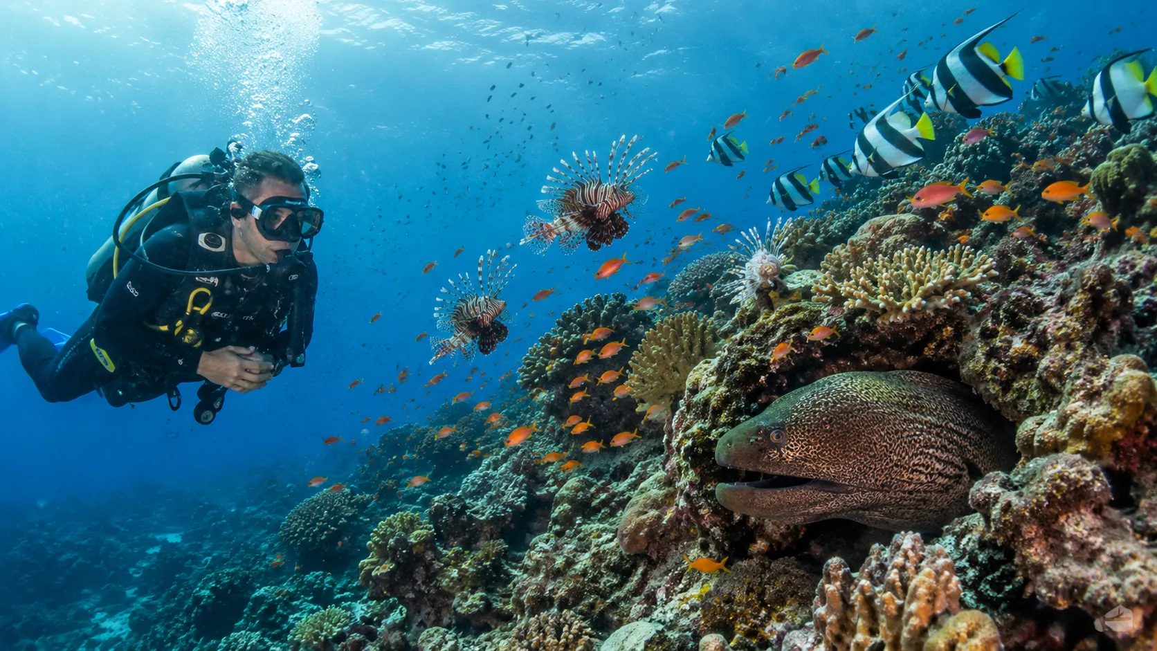 Lionfish and morays