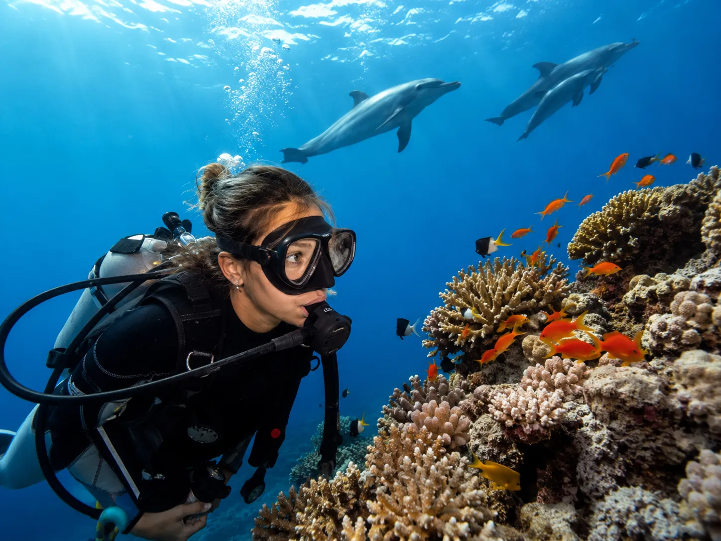 Shaab El Erg (Dolphin House) dive site, Red Sea