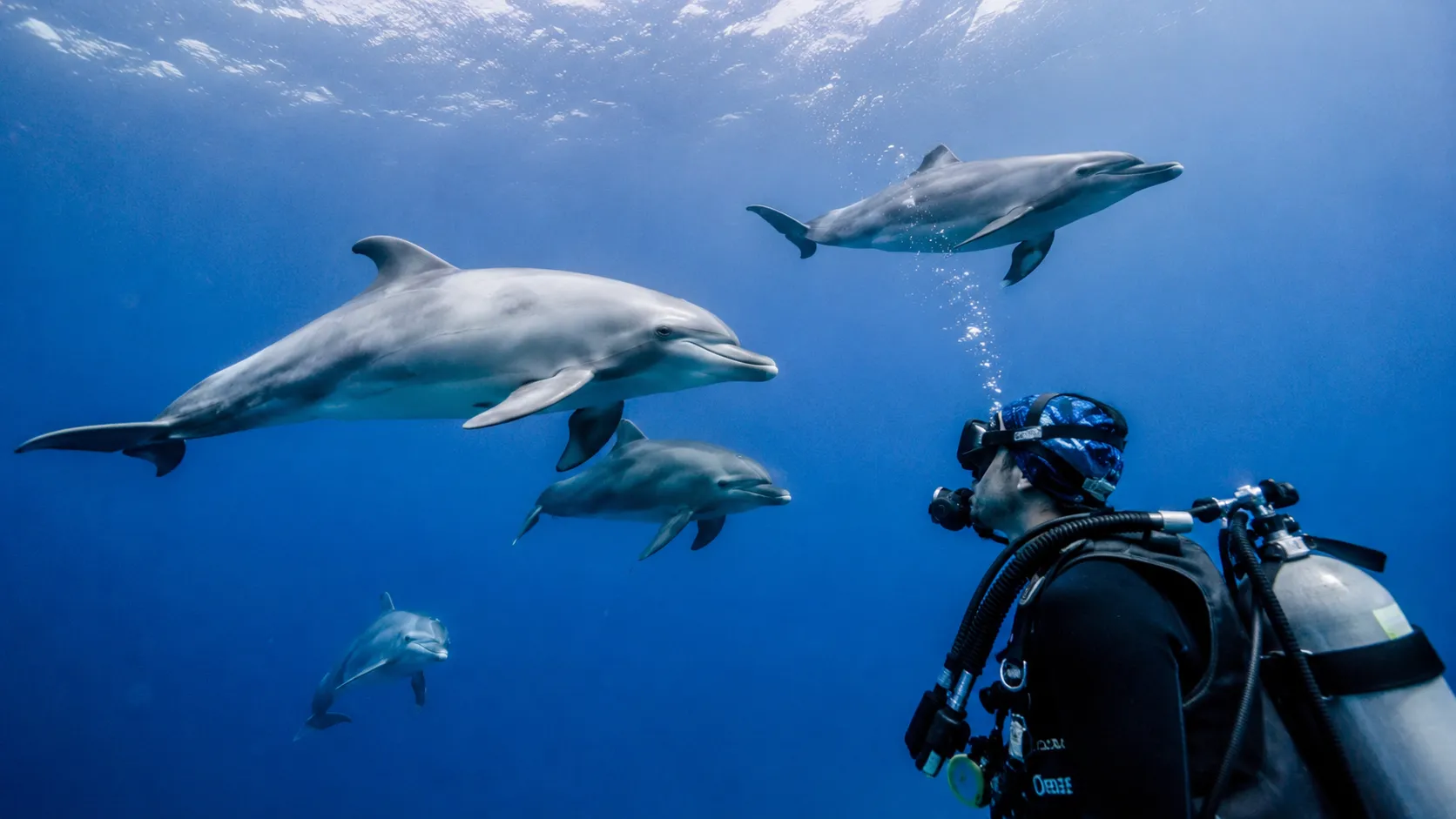 Wild dolphins