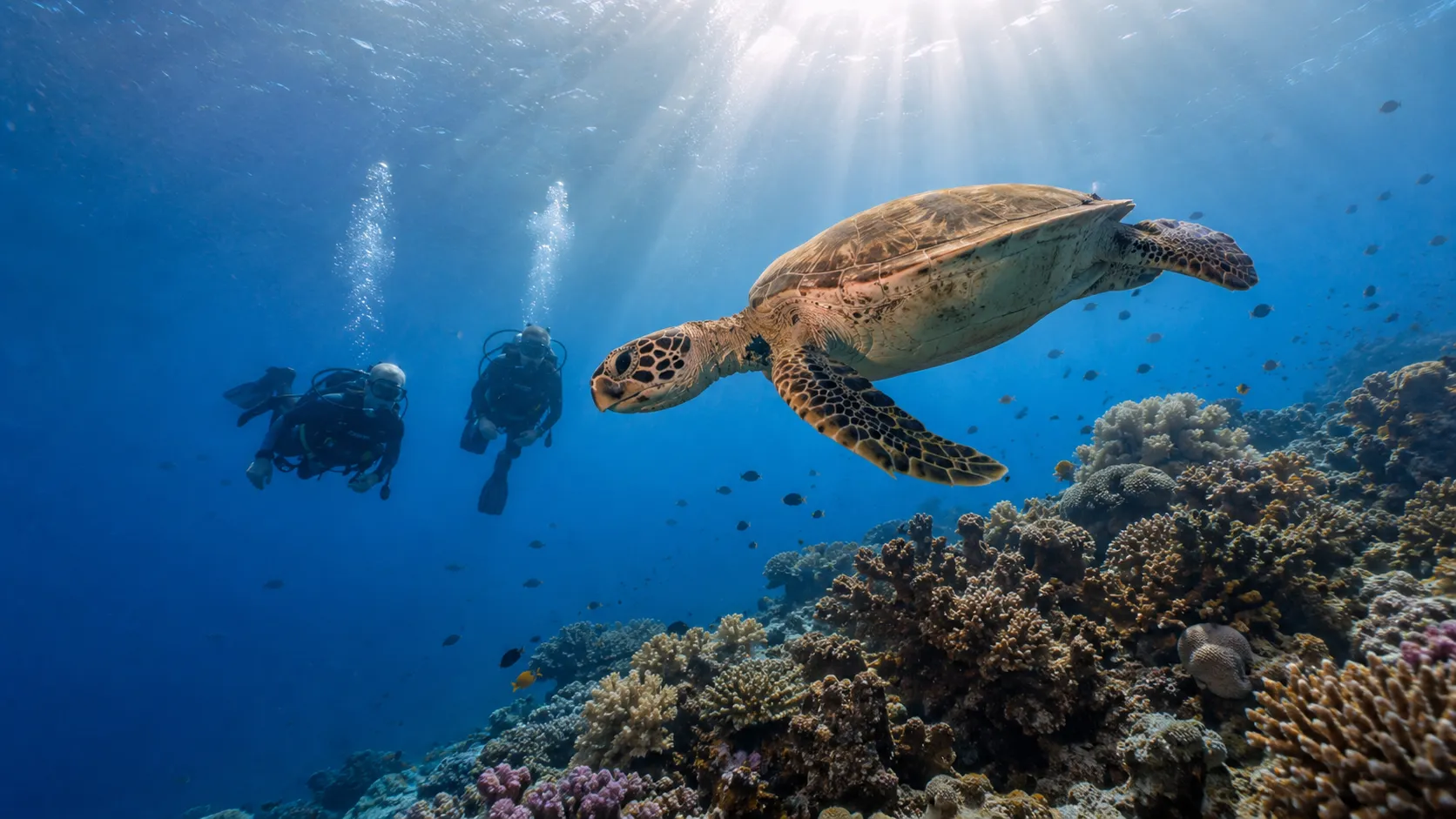 Sea turtles