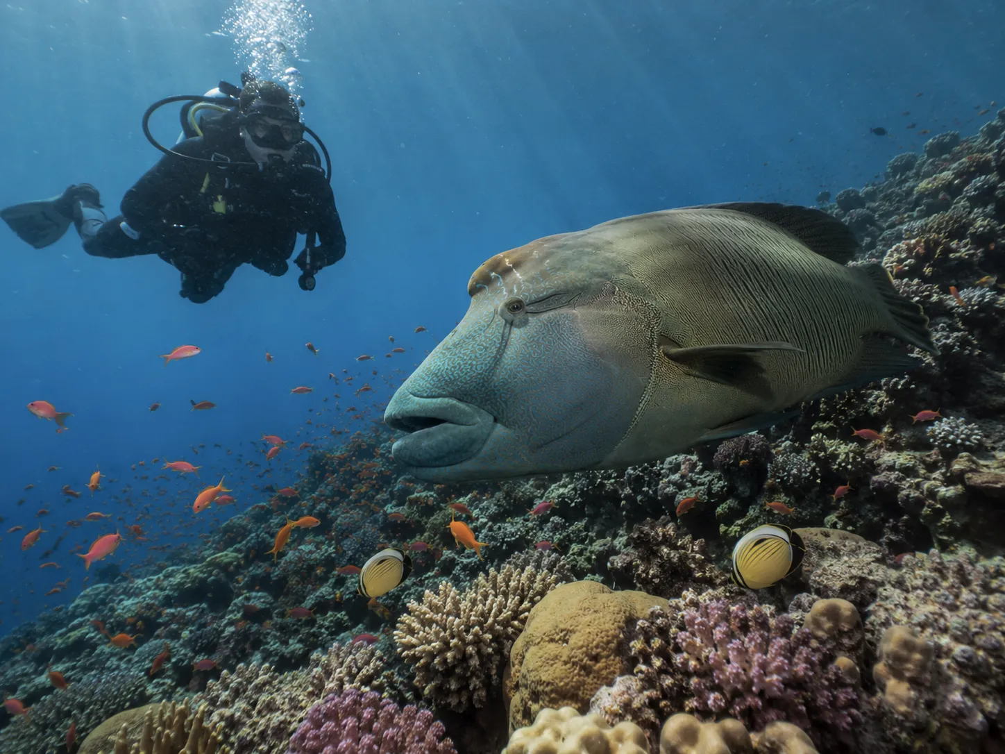 Napoleon wrasse