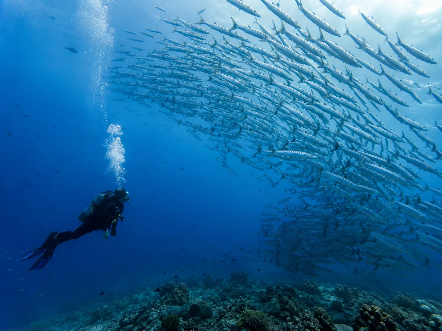 Diver over a Red Sea reef on a tailor-made diving holiday