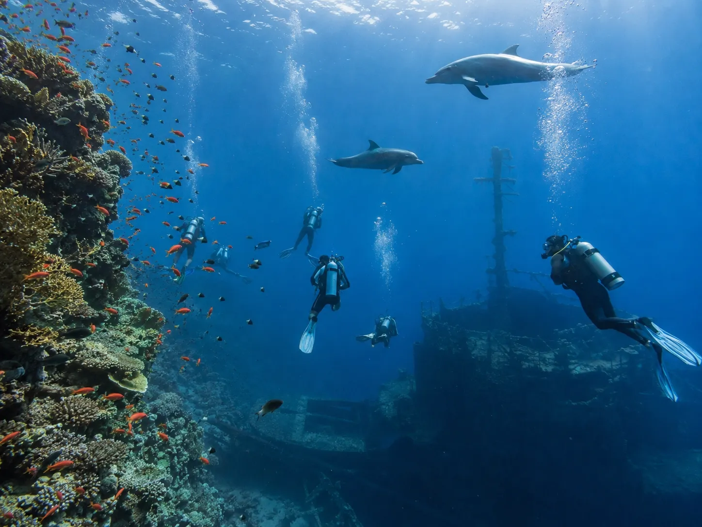 Scuba divers, dolphins and a shipwreck on a Red Sea coral wall near Hurghada