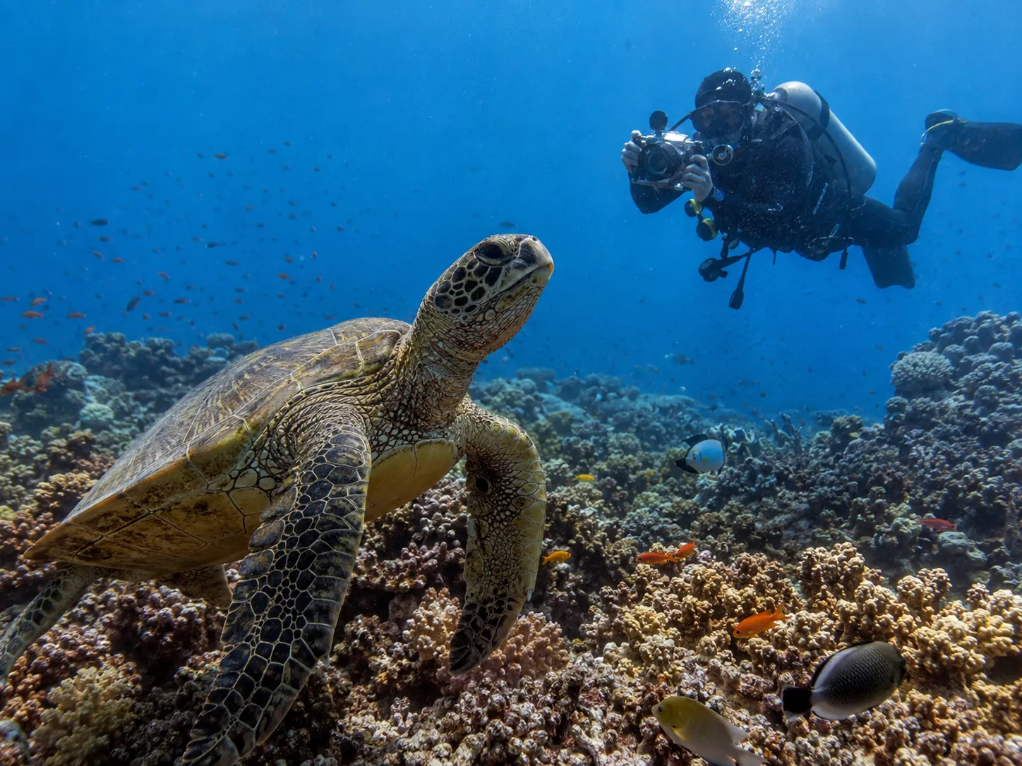Underwater photographer shooting a coral reef in the Red Sea near Hurghada